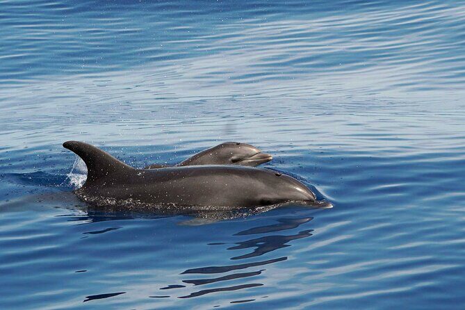Dolphin & Whale Watching with Marine Biologists - The Experience in Detail