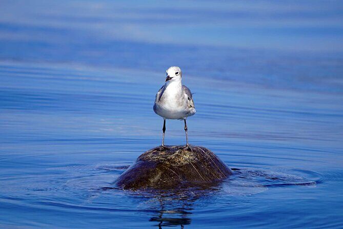 Dolphin & Whale Watching with Marine Biologists - Who Is This Tour Best For?