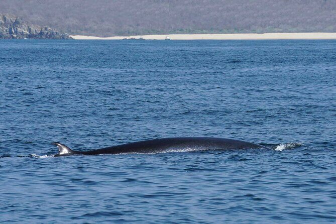 Dolphin & Whale Watching with Marine Biologists - Final Thoughts