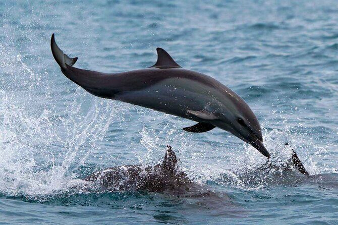 Dolphin & Whale Watching with Marine Biologists - FAQ