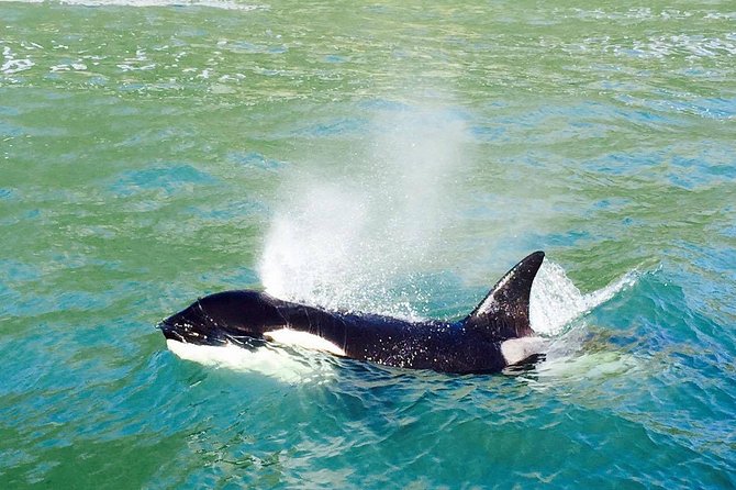 Dolphin & Wildlife Encounters - Booking and Cancellation Policy