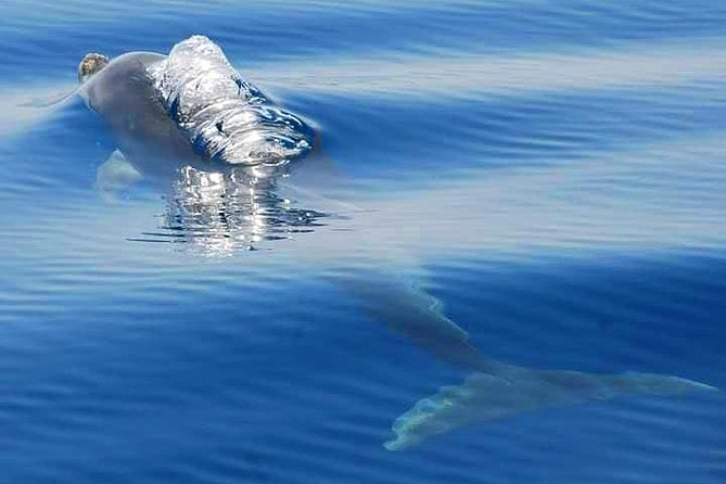 Dolphins and Benagil Caves From Albufeira - Benagil Cave Exploration