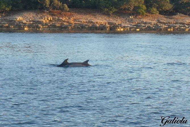 Dolphins and Sunset Tour in Fažana-Croatia - Accessibility and Participation