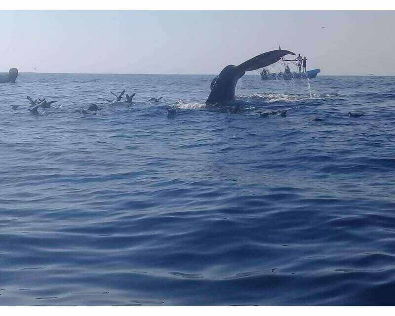 Dolphins and whales watching in Puerto Escondido. - Key Points
