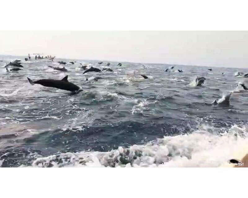 Dolphins and whales watching in Puerto Escondido. - Overview of the Dolphin and Whale Watching Tour