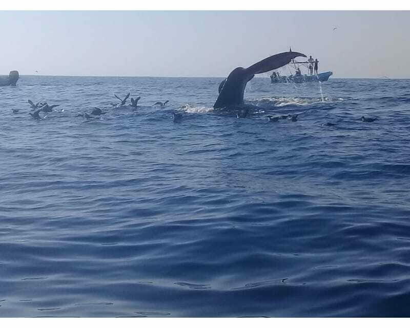 Dolphins and whales watching in Puerto Escondido. - The Sum Up