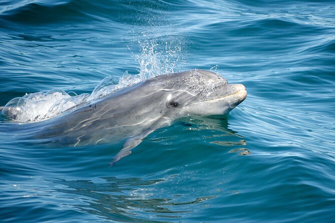 Dolphins & Caves on Rib Boat - Inclusions and Accessibility