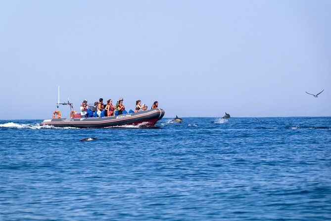 Dolphins & Caves on Rib Boat - Customer Testimonials and Feedback