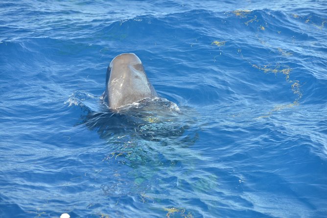 Dolphins, Coral Reefs, Caribbean Coast - Overview of the Activity