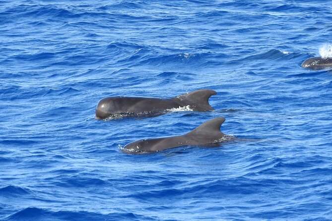 Dolphins, Coral Reefs, Caribbean Coast - Accessibility and Confirmation
