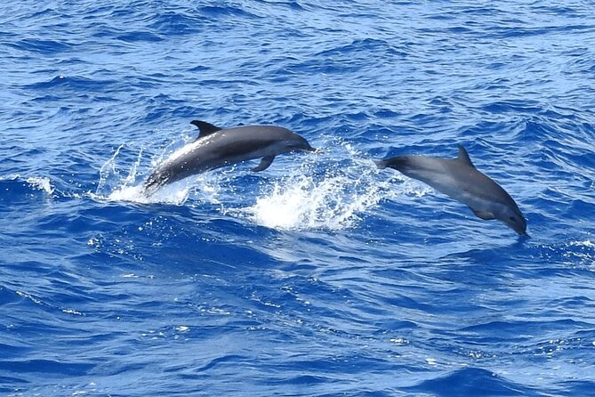 Dolphins, Coral Reefs, Caribbean Coast - Snorkeling Opportunities