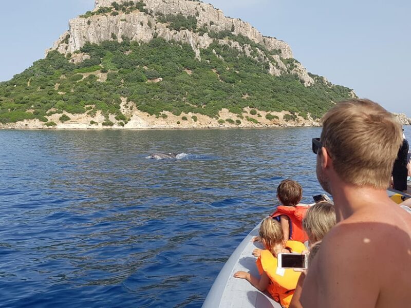 Dolphins: Dolphin Sightseeing Tour and Cape Figari By Dinghy - Overview of the Dolphin Sightseeing Tour