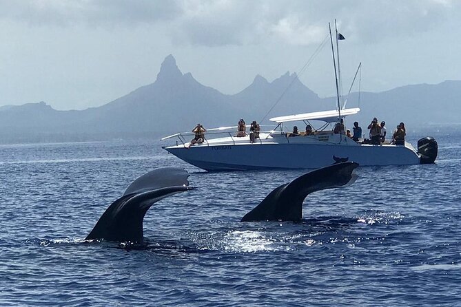 Dolphins Encounter and Whale Watching - Inclusions and Amenities