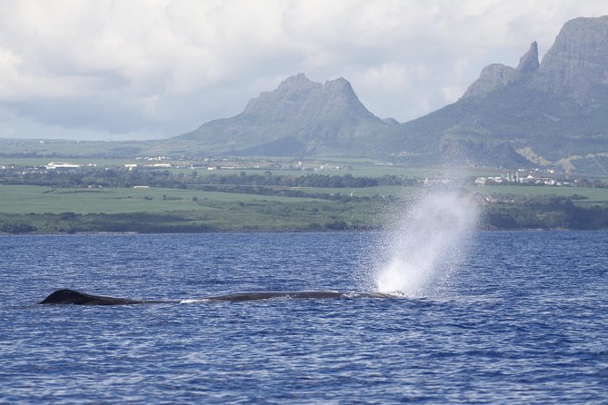 Dolphins Encounter and Whale Watching - Meeting and Pickup Logistics