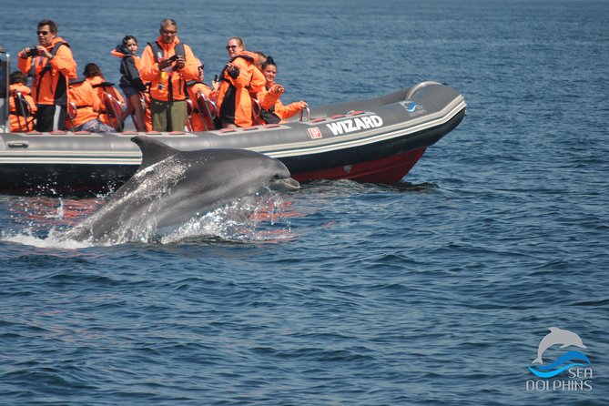 Dolphins Watching - Boat Tour Experience