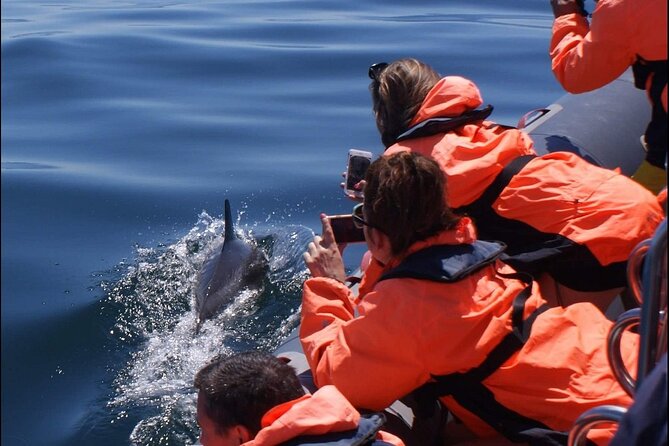 Dolphins Watching - Safety and Accessibility