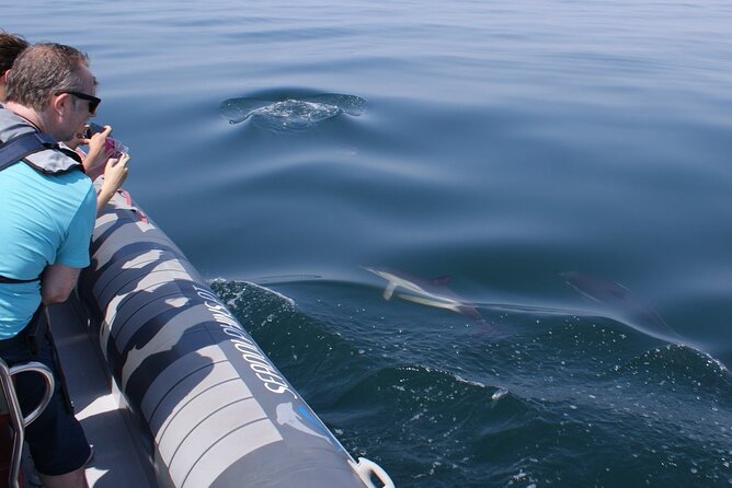 Dolphins Watching - Activity Details