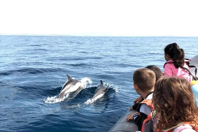 Dolphins Watching - Algarves Marine Environment