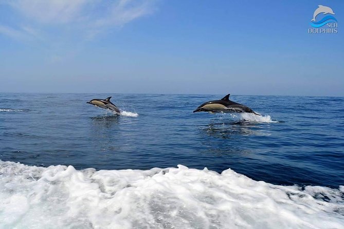 Dolphins Watching - Booking and Cancellation