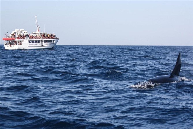 Dolphins Watching in Gibraltar - Day Trip From Seville - Sights and Wildlife