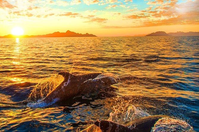 Dolphins Watching in the National Park Brijuni From Pula - Reviews