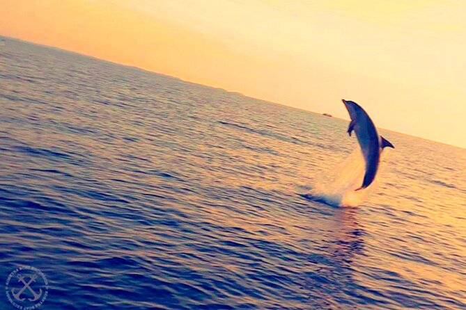 Dolphins Watching in the National Park Brijuni From Pula - Highlights of the Tour