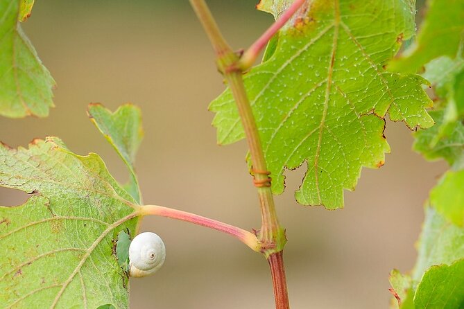 Domaine Paterianakis Organic Wine Tasting - Recap