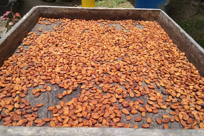 Dominica Chocolate Factory Tour and Taste - Inclusions and Accessibility