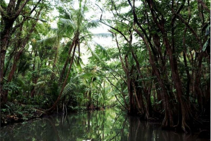 Dominica: Indian River Discovery & Beach Stop Tour - A Detailed Look at the Tour Experience