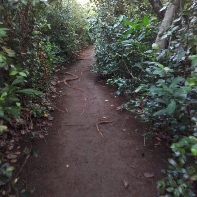 Dominica: Indian Village, Hidden Gems & British Battle Fort. - Tour Inclusions and Exclusions