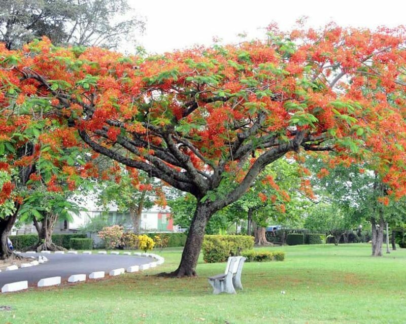 Dominica: Safari Scenic Tour with Karaoke - Key Points