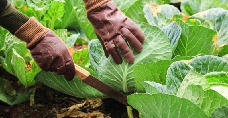 Dominica: Sow & Grow Farm Exploration - Key Points