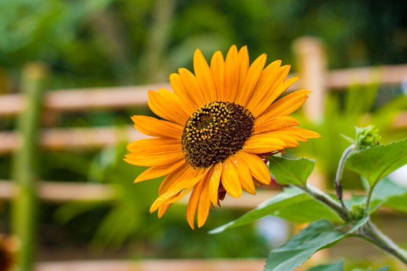 Dominica: Sow & Grow Farm Exploration - Experience Highlights