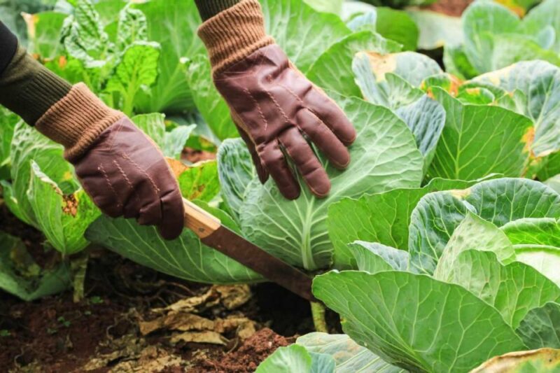 Dominica: Sow & Grow Farm Exploration - Itinerary and Locations