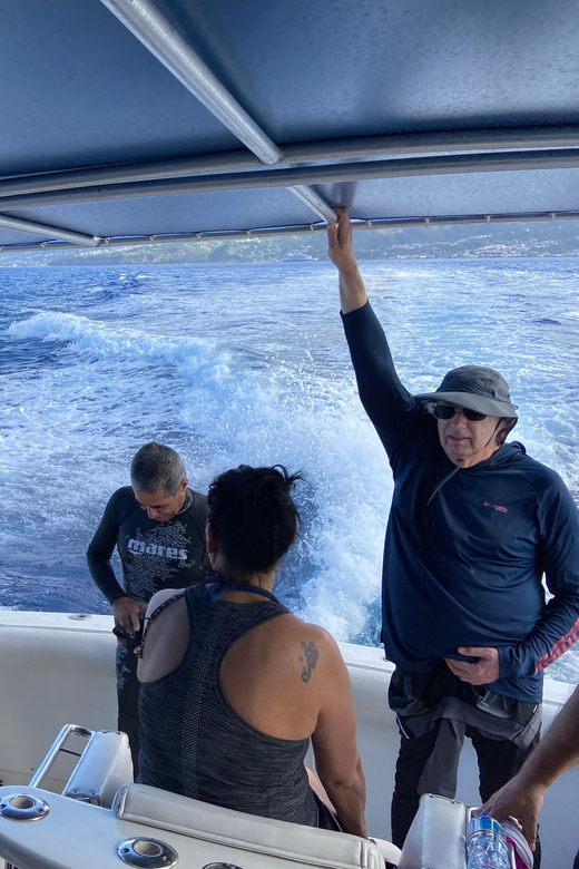 Dominica: Swimming With Sperm Whales Guided Tour - Tour Overview and Pricing