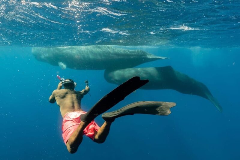 Dominica: Swimming With Sperm Whales Guided Tour - Experience Highlights