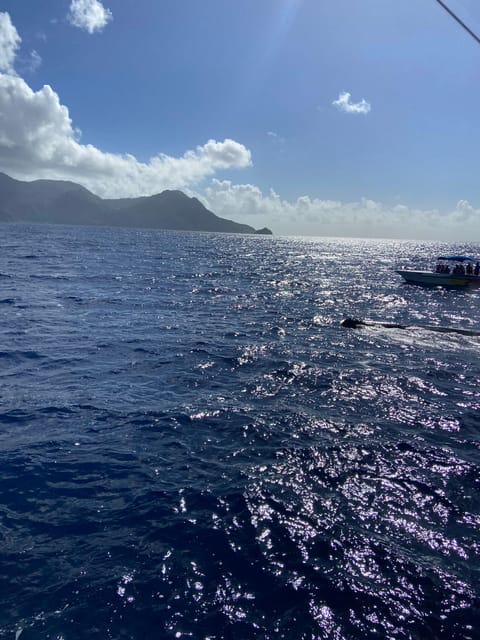 Dominica: Swimming With Sperm Whales Guided Tour - Guided Tour Details