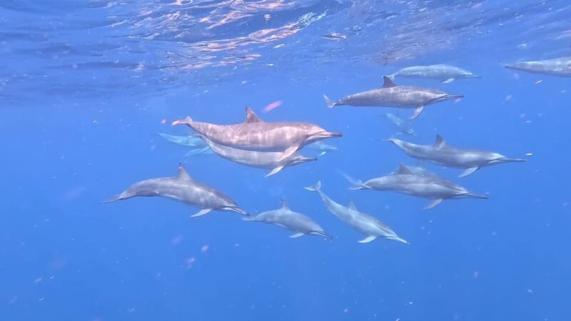 Dominica: Swimming With Sperm Whales Guided Tour - Tour Availability and Reservations