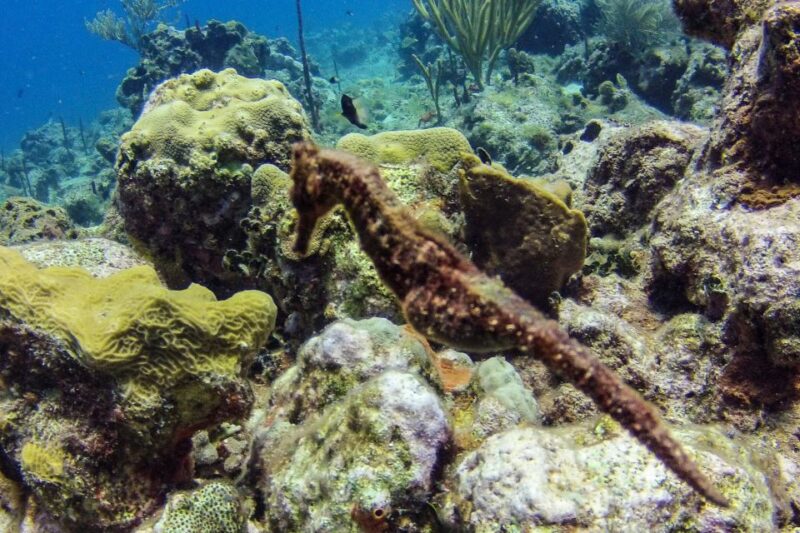 Dominican Republic: Catalina Island VIP Scuba Diving - Key Points