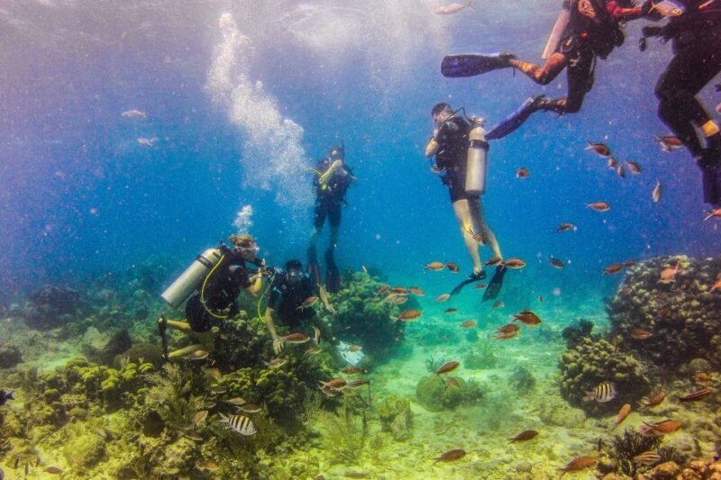 Dominican Republic: Catalina Island VIP Scuba Diving - Overview and Pricing