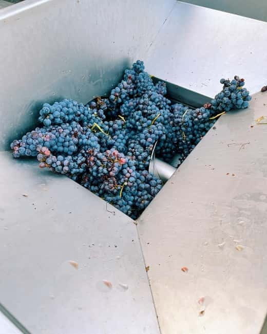 Domodossola: Savor Wines & Local Treats in a Scenic Vineyard - Customer Reviews