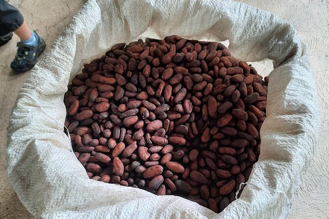 Don Olivo Chocolate Tour - Exploring the Cacao Farm