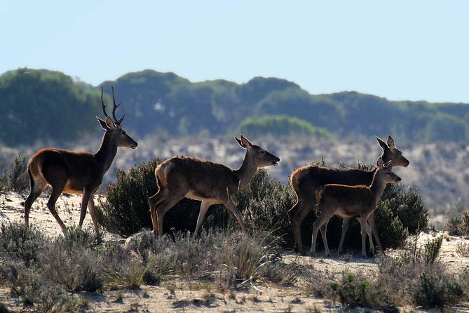 Doñana 4x4 and El Rocío Tour - Highlights of the Tour