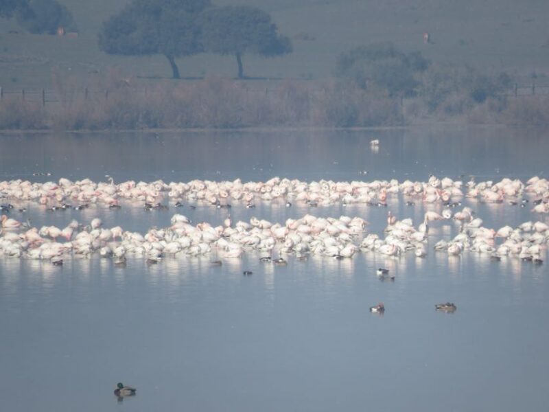 Doñana National Park: 2-Day Tour From Seville - Exploring El Rocío and La Rocina