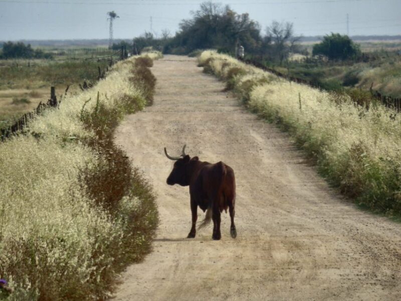 Doñana National Park: 2-Day Tour From Seville - Discovering the Fossil Dune
