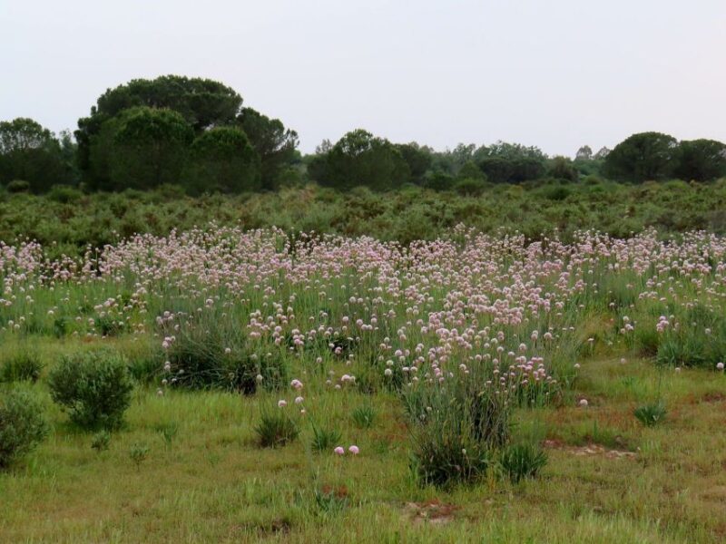 Doñana National Park: 2-Day Tour From Seville - Touring the Southern Park Region