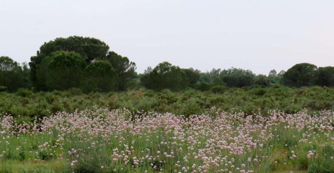 Doñana National Park: 2-Day Tour From Seville - Experiencing Marismeño Cuisine