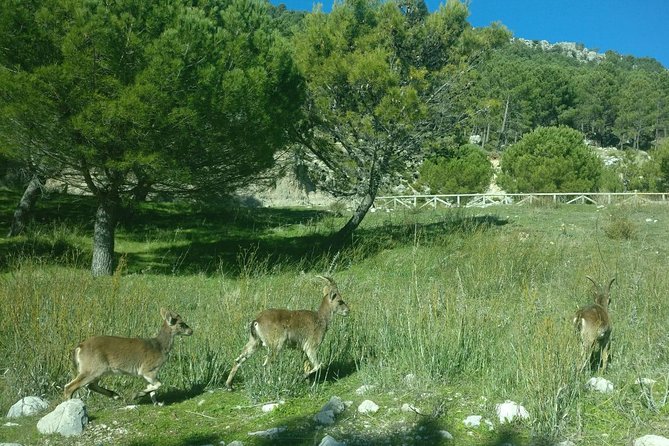 Donana National Park and El Rocío: Guided Tour From Seville - Exploring the Marshes and Forests