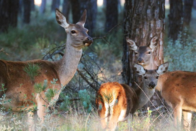 Donana National Park and El Rocío: Private Tour From Seville - Key Points