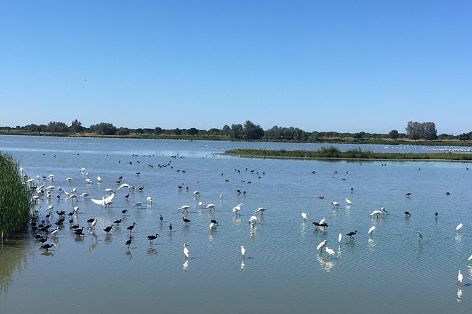 Donana National Park and El Rocío: Private Tour From Seville - Pricing and Cancellation Policy